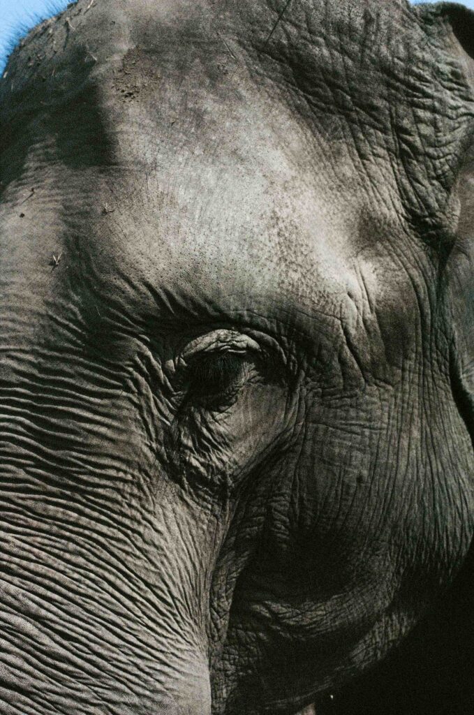 Auge und Rüssel eines Elefanten